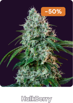 Hulkberry Halloween-3